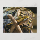 Zoek naar python briefkaarten Dieren