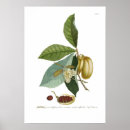 Recherche de floral crème art Illustration