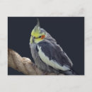 Recherche de perruche cartes postales Animaux de compagnie