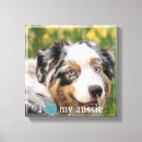 Recherche de chien de berger australien art Amoureux des animaux