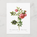 Recherche de rosas cartes postales Fleur