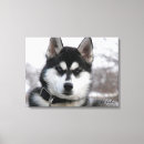 Recherche de siberian husky posters Sibérien