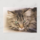 Recherche de maine coon cartes postales Animal