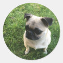 Recherche de carlins mignons autocollants Pug