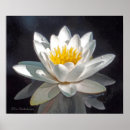 Zoek naar witte lotusbloem posters Fotografie