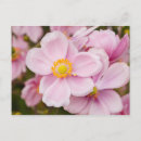 Recherche de fleurs japonaises cartes postales Nature