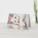 Recherche de chaton blanc vœux cartes Minou