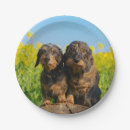 Recherche de teckel assiettes Animal