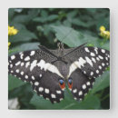 Recherche de butterfly horloges Butterflies