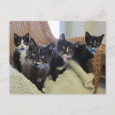 Recherche de abri animal invitations Chats