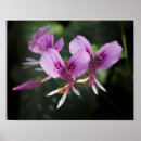 Recherche de orchidee posters Orchidée