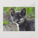Zoek naar binnenlandse kat posters Grijs