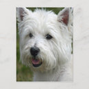 Recherche de chien westie cartes postales Montagne