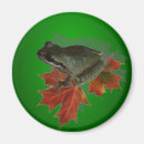 Recherche de photo de grenouille magnets Photographie