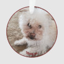 Zoek naar huisdieren ornamenten Hond