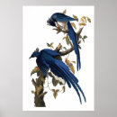 Zoek naar colombiaanse posters Blauw