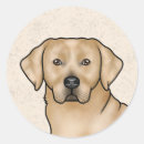 Recherche de labrador retriever jaune autocollants Illustration