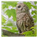 Zoek naar esdoorn tegels Vogel