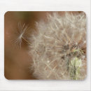 Recherche de graines pissenlit tapis souris Nature