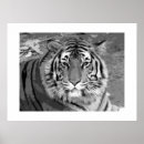 Recherche de tigre blanc noir posters Animaux
