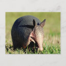 Recherche de neuf cartes postales Armadillo à neuf bandes