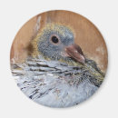 Recherche de pigeon magnete Course