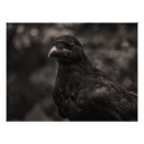 Zoek naar monotoon posters Vogel