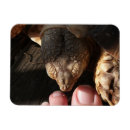 Recherche de observé magnets Reptiles