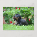 Recherche de poil cartes postales Dog