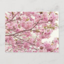 Recherche de deux fleurs cartes postales Pour elle