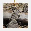 Recherche de lézards ornements Nature