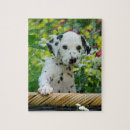 Recherche de dalmatien puzzles Chien
