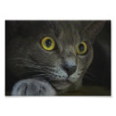 Zoek naar spionage posters Kat