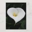 Recherche de callas cartes postales Fleur