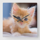 Recherche de yeux bleus horloges Animal