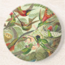 Recherche de haeckel dessous de verres Colibri
