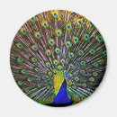 Recherche de très bien magnets Coloré