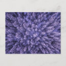 Recherche de norvégien cartes postales Norway