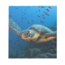 Recherche de tortue blocsnotes Littoral
