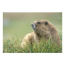 Recherche de rongeurs posters Faune