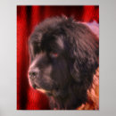 Recherche de chien terre neuve posters Animal