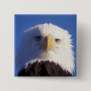Recherche de prédateur badges Aigle