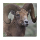 Recherche de bélier carreaux Mouton