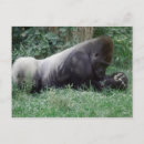 Recherche de gorille sauvage cartes postales Primate