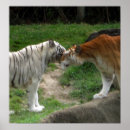 Recherche de bengal tiger posters Chats
