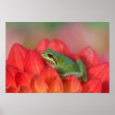 Zoek naar boomkikker posters Hyla regilla