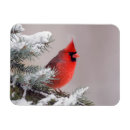 Recherche de cardinal du nord magnets Cardinalis