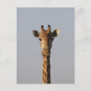 Recherche de tête de girafe cartes postales Nature