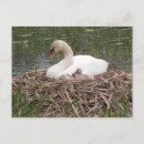 Recherche de muet cartes postales Cygne