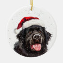 Recherche de terre neuve ornements Pour animaux
